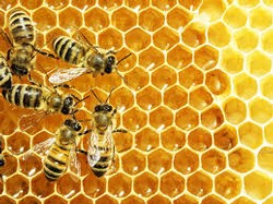 Honey Harvest 2017