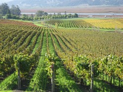 May Wine Club Pick-up Party Image
