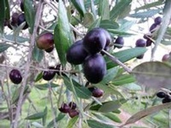 Olive Harvest