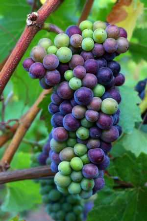 Veraison Tasting