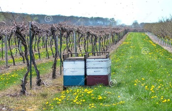 Vineyards and Bees