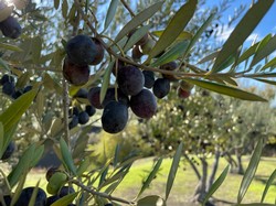 Keller Estate Olive Oil Pair